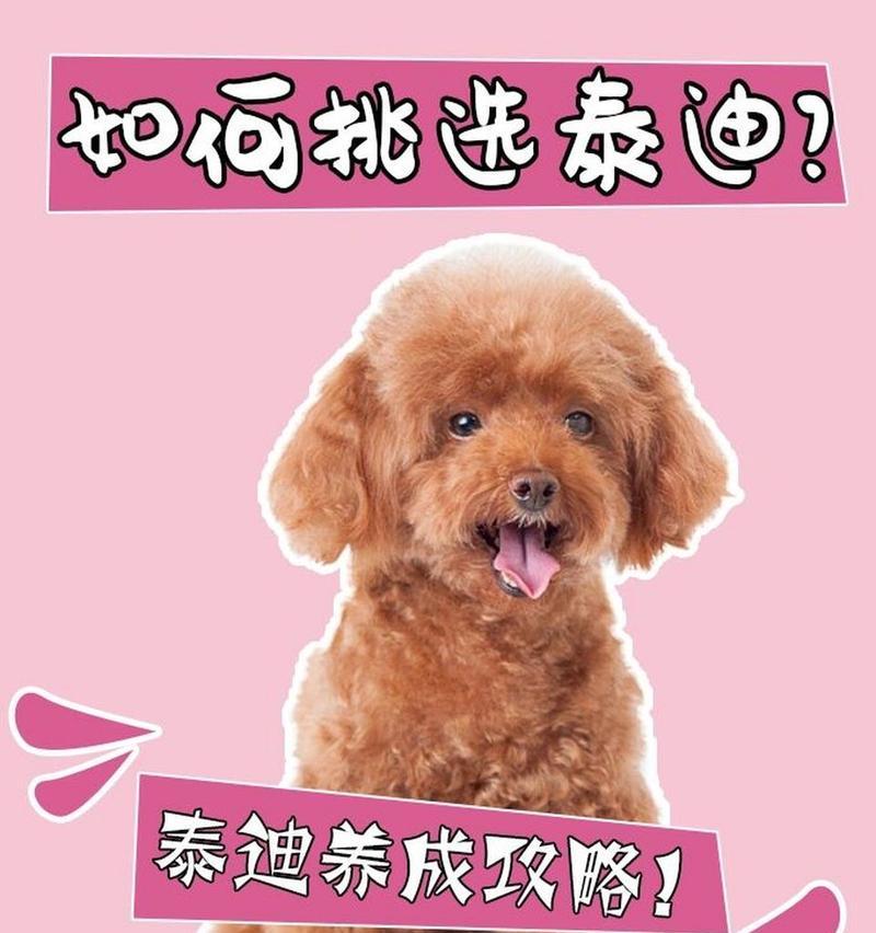 不同体型的贵宾犬价格是否相同？