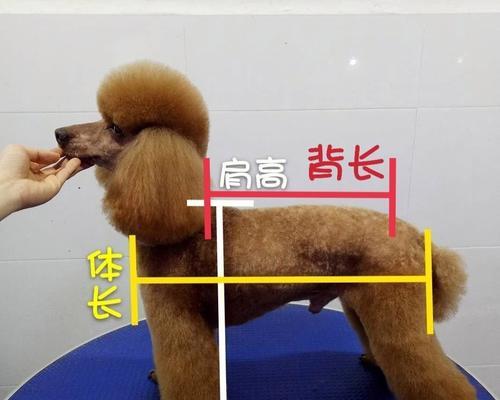 中国最高的贵宾犬是什么品种？贵宾犬的身高标准是多少？