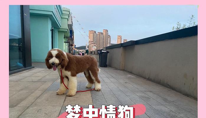 中国最高的贵宾犬是什么品种？贵宾犬的身高标准是多少？