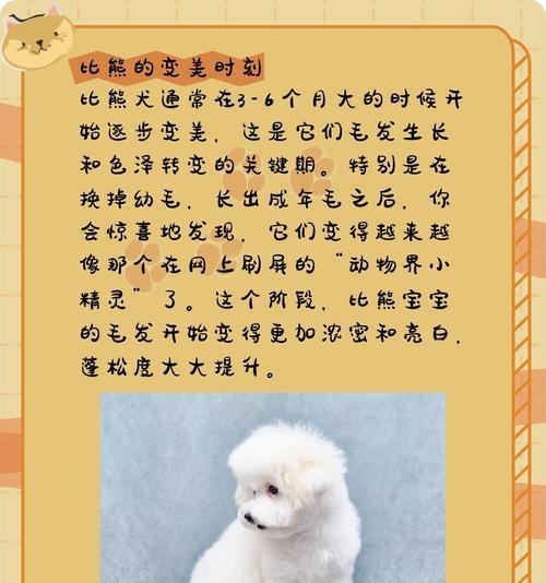 四个月大的比熊犬一天吃一顿饭可以吗？喂食建议是什么？