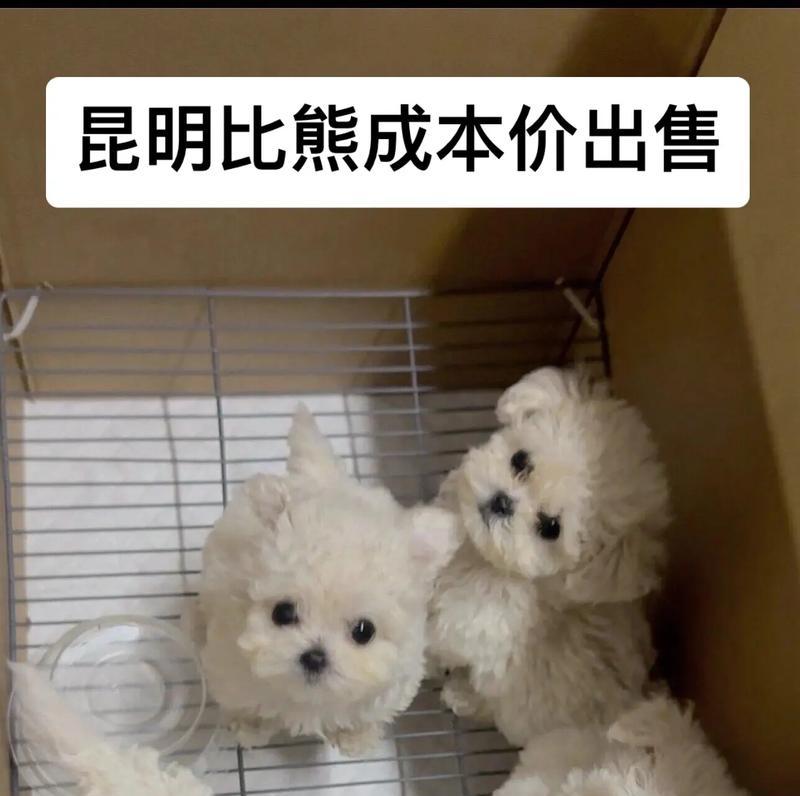 比熊犬可以吃小番茄吗？一次吃几个是安全的？