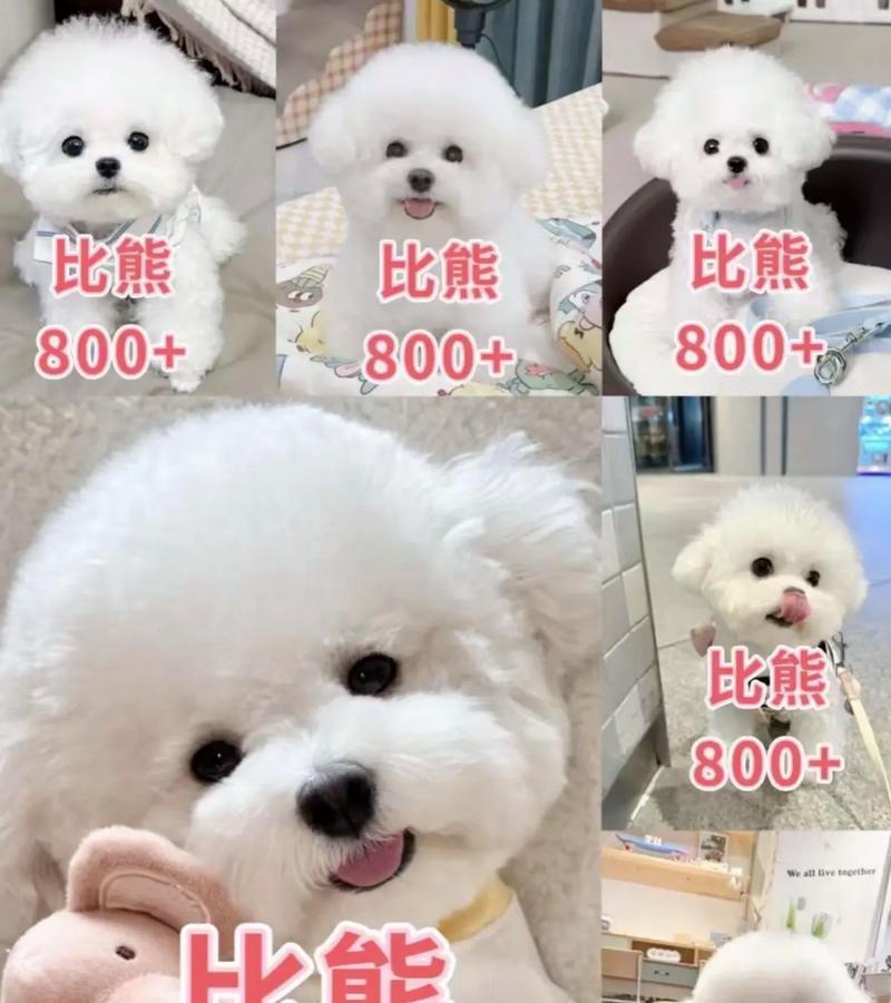 比熊犬可以吃小番茄吗？一次吃几个是安全的？