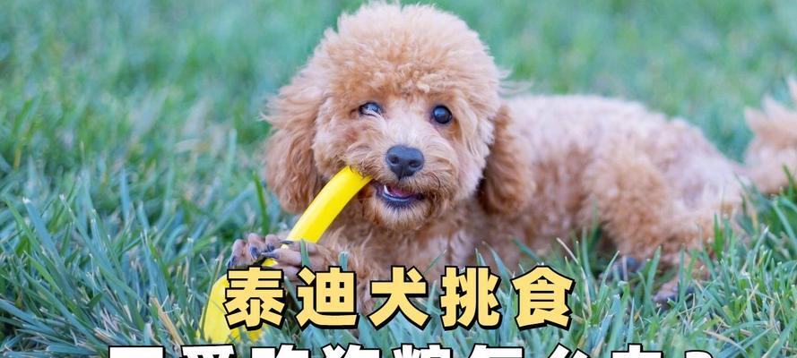 泰迪幼犬什么都吃却拒绝狗粮怎么办？有效引导方法是什么？