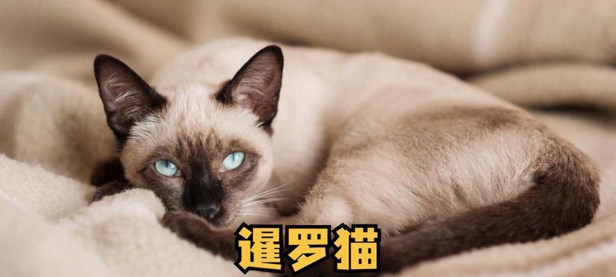 一岁多的暹罗猫吃多少斤猫粮？如何计算合适量？