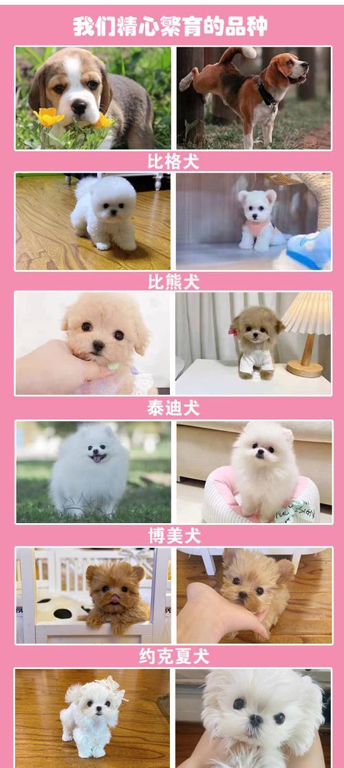 比熊犬新到家，散养与笼养哪种更好？