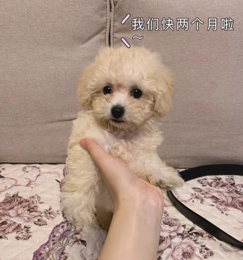 比熊犬吃鸡骨头会导致脱毛吗？有哪些可能的健康影响？