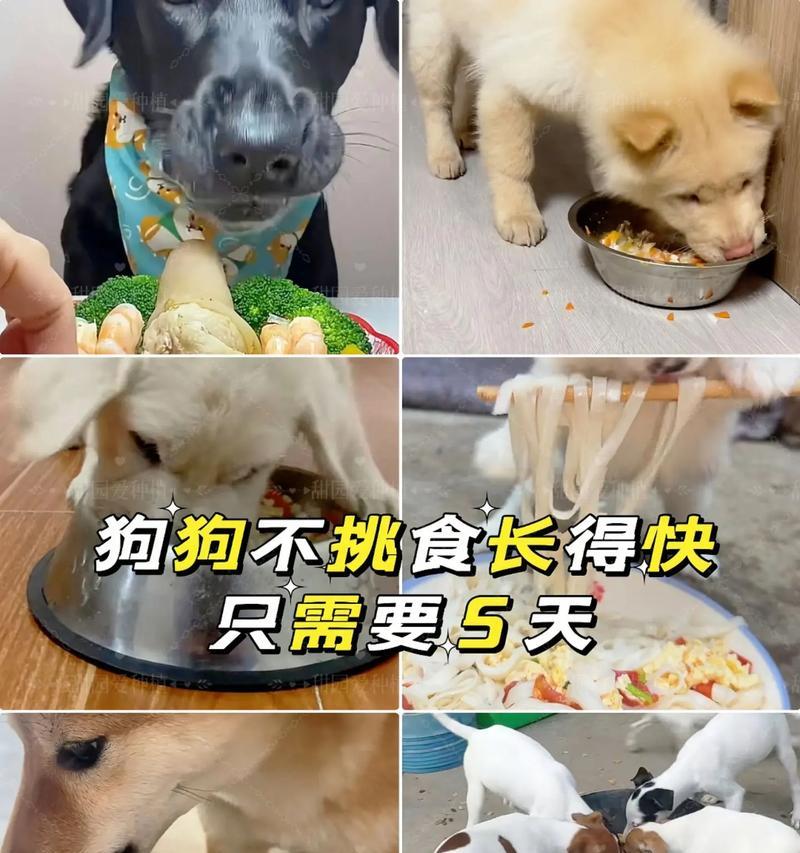 宠物益生菌能替代狗狗日常食物吗？