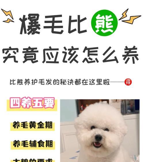 三月龄比熊的最佳喂养方式是什么？