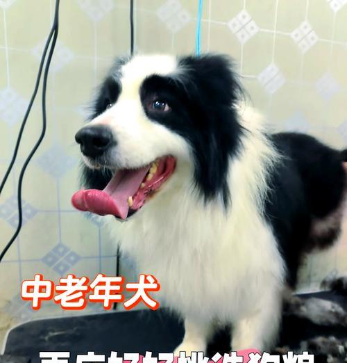 小型犬每日狗粮推荐量是多少？如何确保营养均衡？