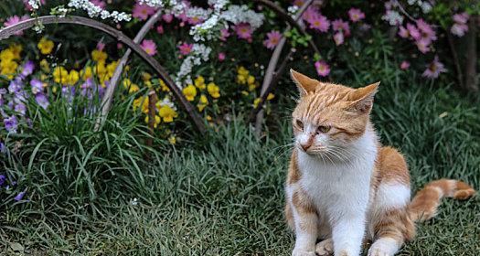 花猫在英语中是家畜还是宠物？如何表达？