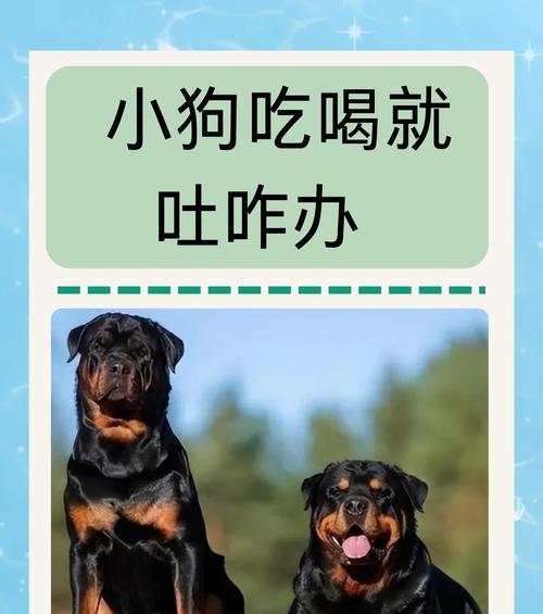 柴犬把吃的狗粮吐了怎么办啊？呕吐的原因及应对措施是什么？