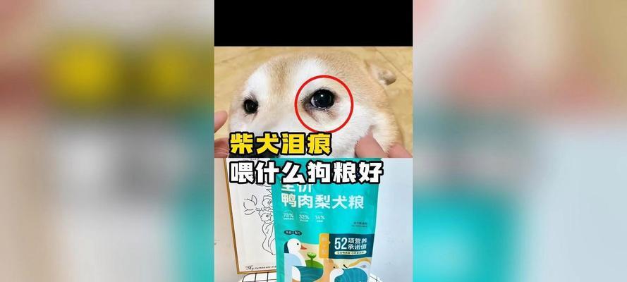 柴犬把吃的狗粮吐了怎么办啊？呕吐的原因及应对措施是什么？