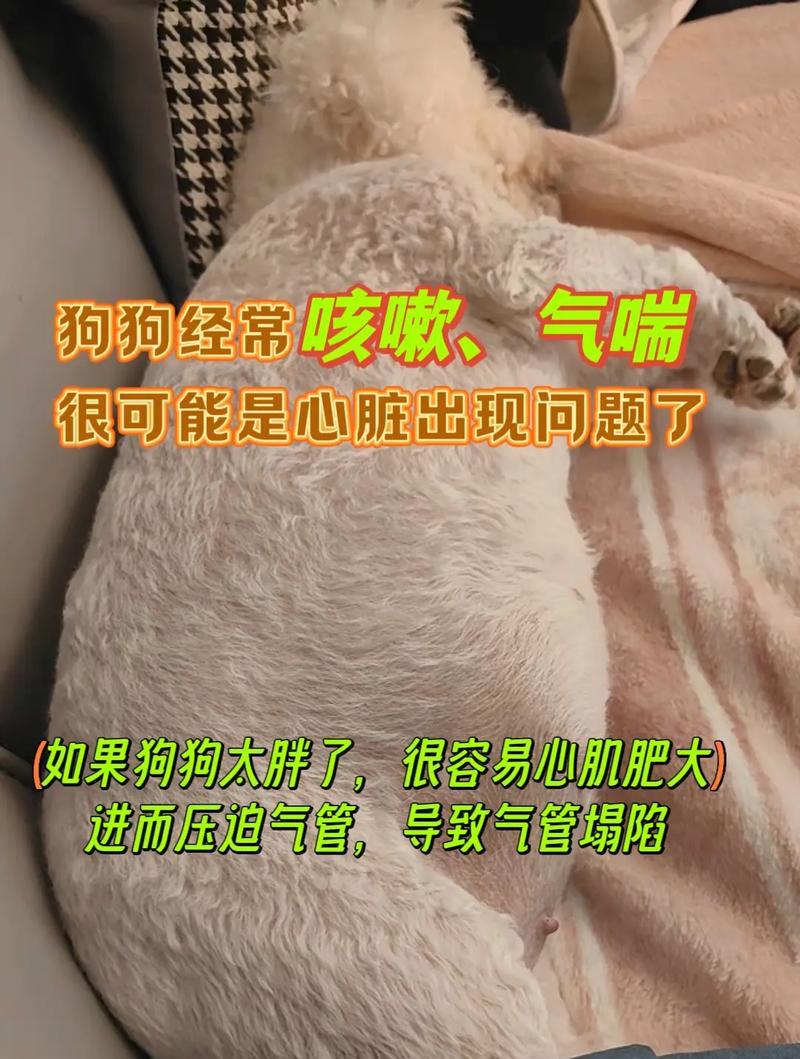 比熊犬适合吃鸡胸肉粥吗？有哪些注意事项？