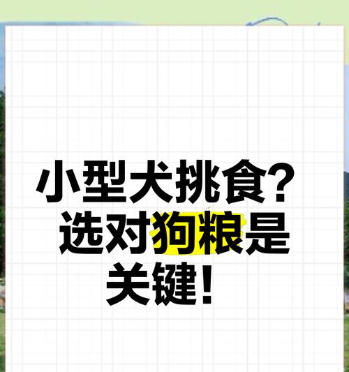 小型犬误食中大型狗粮会怎样？如何调整喂食方案？