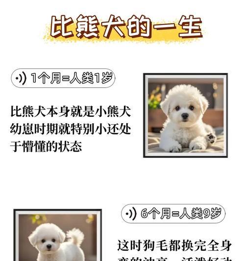 小比熊幼犬每餐应摄入多少鸡蛋黄？鸡蛋黄对幼犬成长的作用是什么？