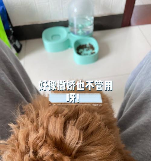 泰迪偏食不吃狗粮的解决方法？