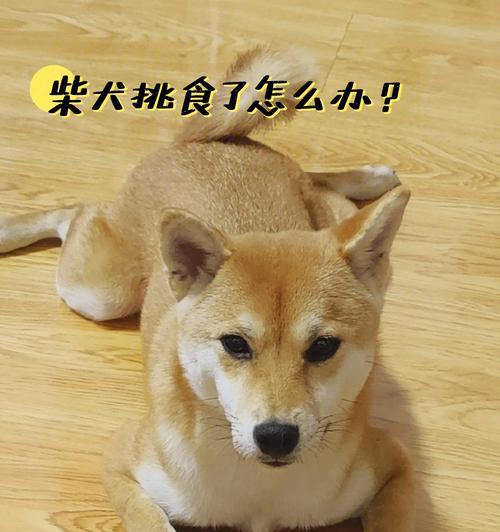 柴犬为什么吃狗粮会吐出来？如何解决柴犬吃狗粮吐的问题？