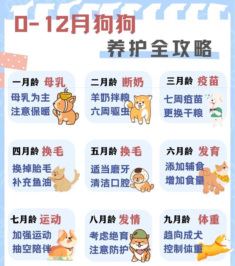 二三个月比熊的喂食建议是什么？有哪些注意事项？