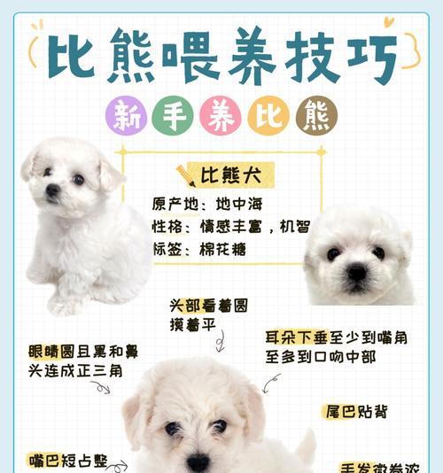 比熊犬可以食用生西红柿吗？生西红柿对狗狗有何影响？