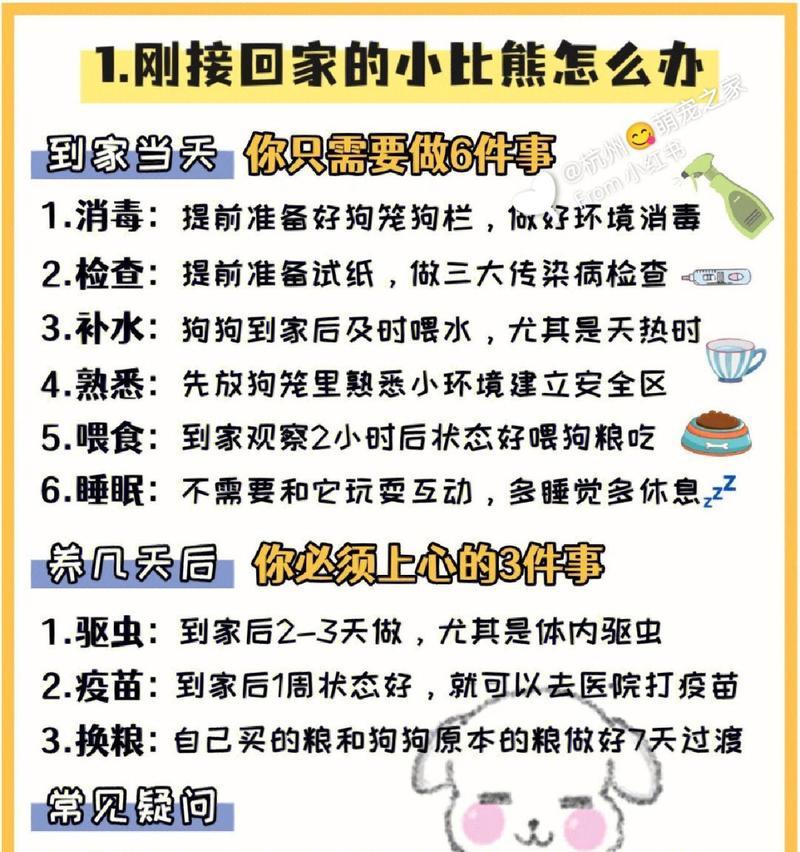 三个月比熊喂食量是多少？如何合理安排比熊的饮食？