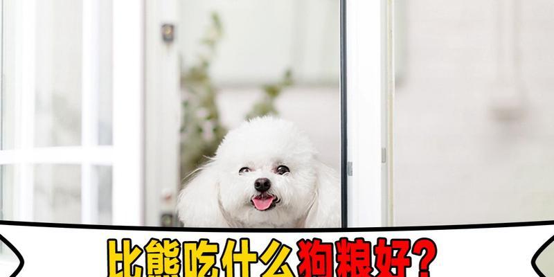 两个月大的比熊犬应该吃什么？喂食建议有哪些？