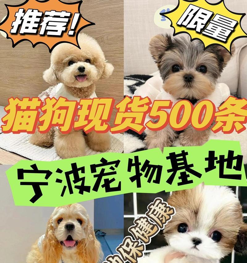 吉娃娃和贵宾犬智商谁更高？比较结果是什么？