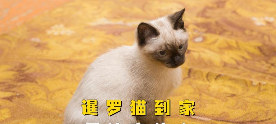 暹罗猫一个月应该吃多少猫粮？如何控制食量？