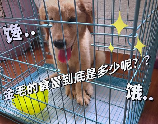 中型犬一个月的狗粮喂食量是多少？如何根据体重调整食量？