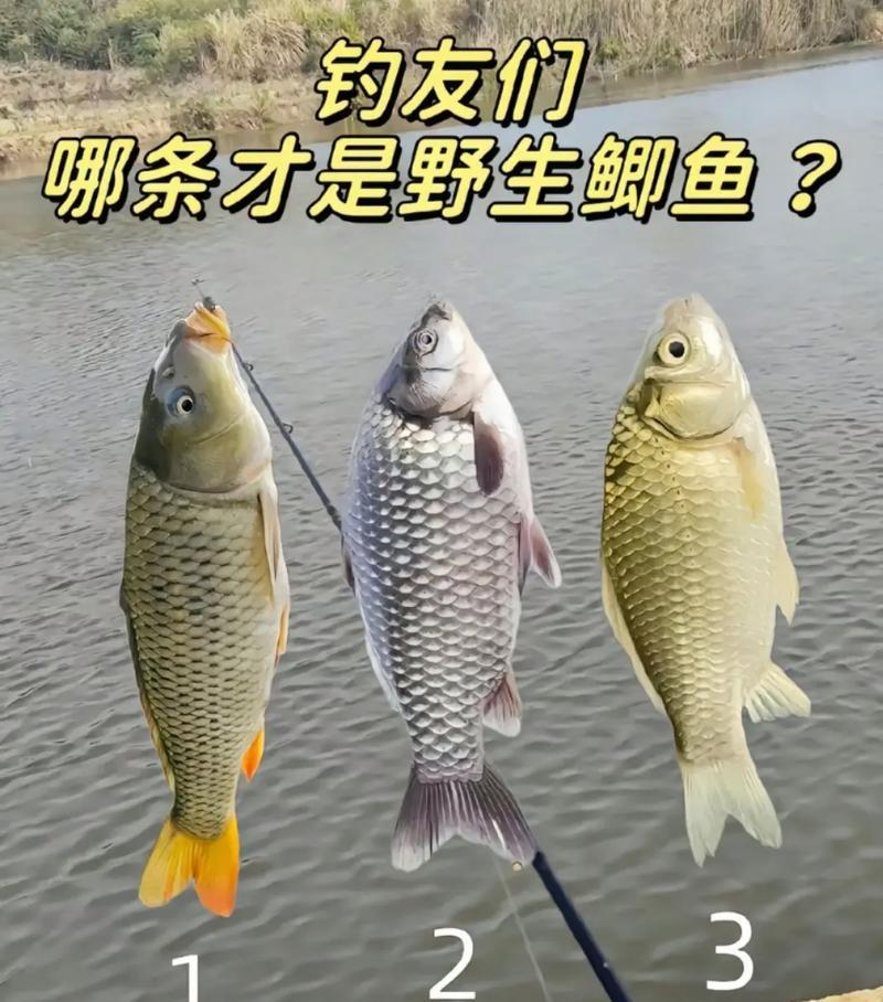 钓鲫鱼时鱼食配比有技巧吗？哪种配方更吸引鲫鱼？