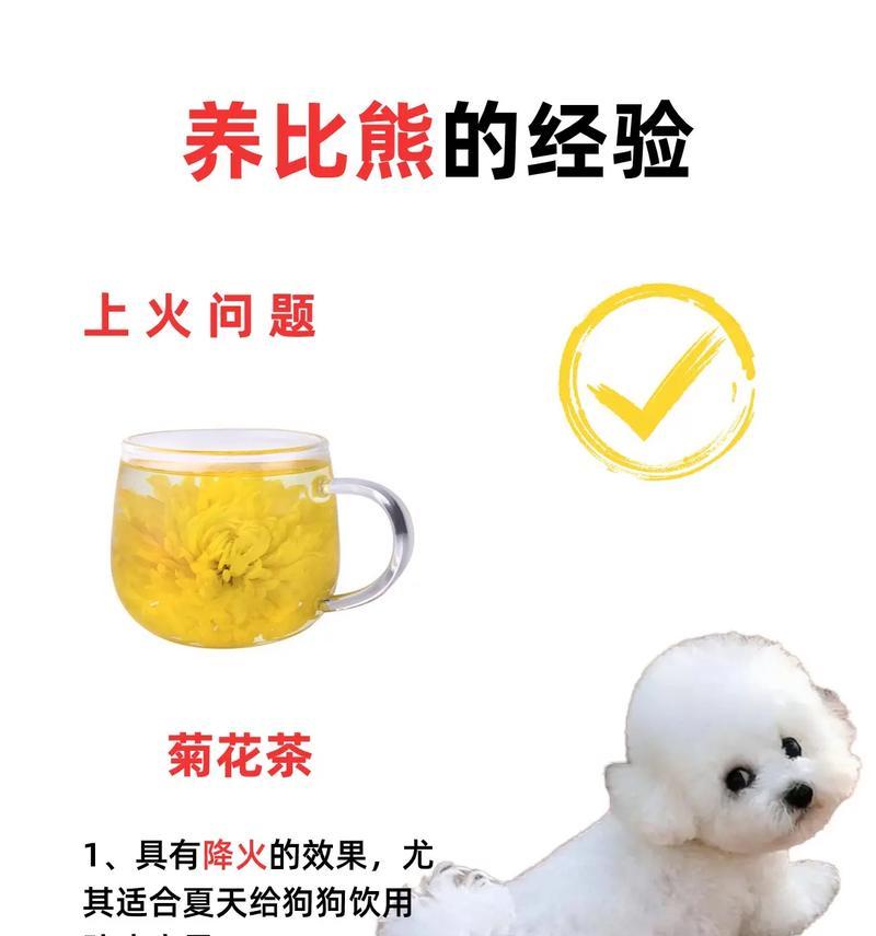 比熊犬可以食用生鱿鱼吗？有哪些健康风险需要考虑？