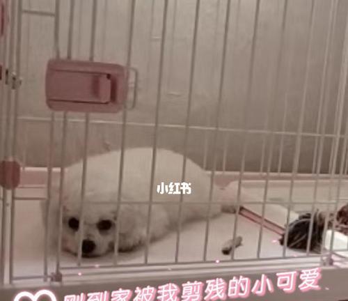 6个月比熊吃猪骨头安全吗？有什么注意事项？