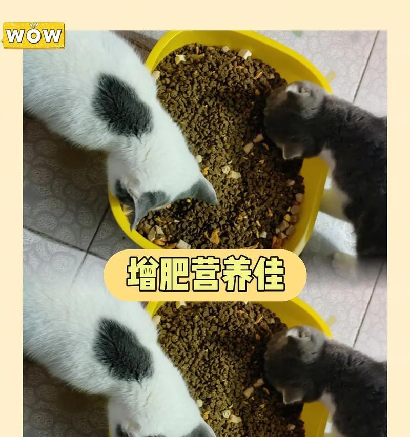 暹罗猫一天喂多少冻干粮？冻干粮喂食量怎么算？