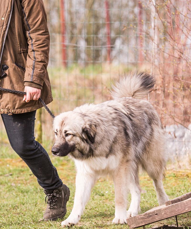 高加索犬为何被评为最可怕的犬种？排名第一名的原因是什么？