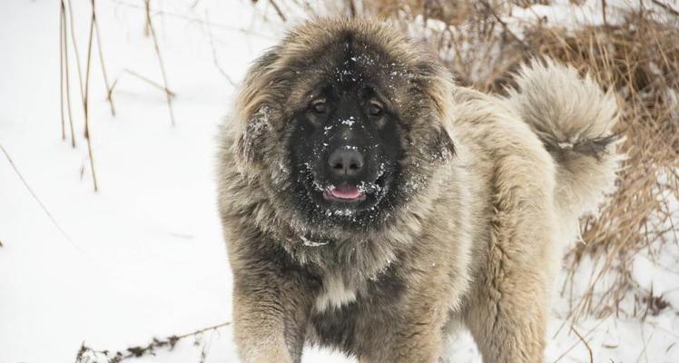 高加索犬为何被评为最可怕的犬种？排名第一名的原因是什么？