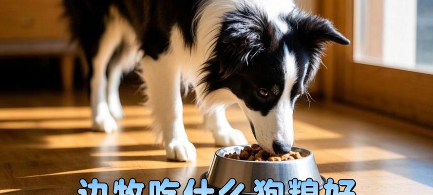 8个月大的边境牧羊犬每天应吃多少克狗粮？