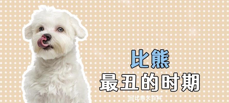 比熊犬笼养与放养哪种方式更合适？