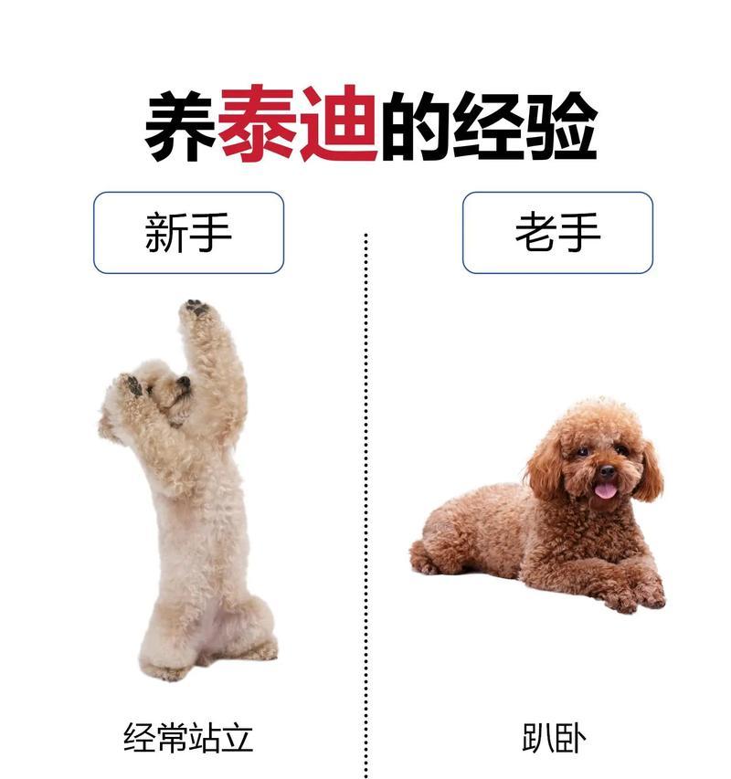 贵宾犬如何训练拿东西？训练贵宾犬拿东西的技巧有哪些？