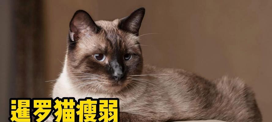 一岁暹罗猫每天吃多少猫粮正常？如何控制食量？