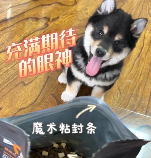 10公斤柴犬每次喂食多少狗粮合适？喂食指南是什么？