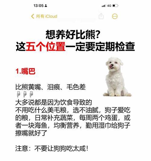 比熊吃肉可以放盐吗？为什么比熊不能吃含盐的食物？