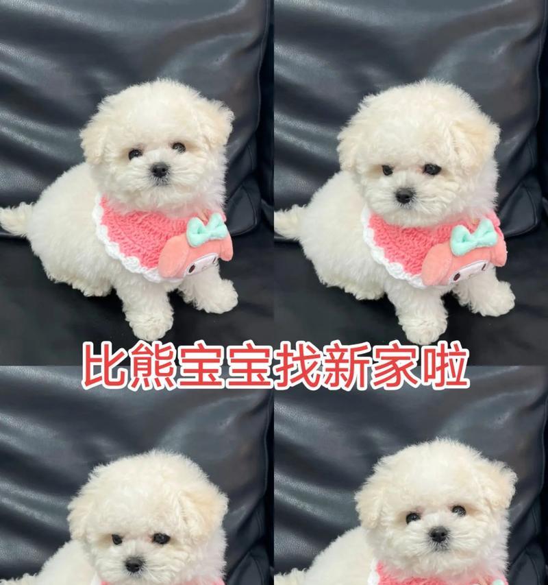 幼犬比熊可以吃猪肝吗，正确的喂食方法是什么？