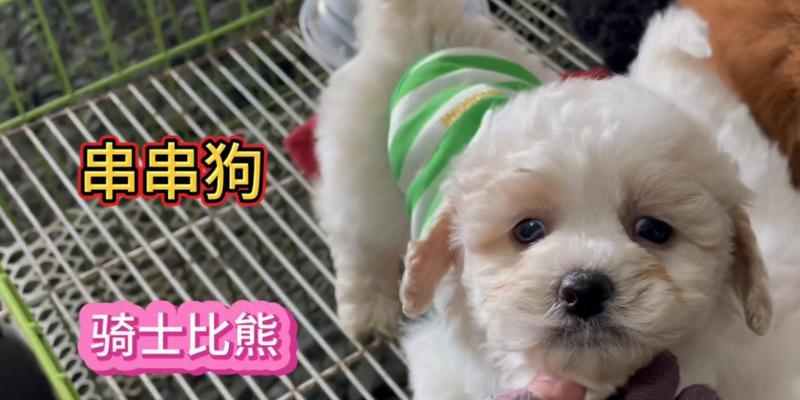 穿着小熊衣服的贵宾犬有何特别之处？