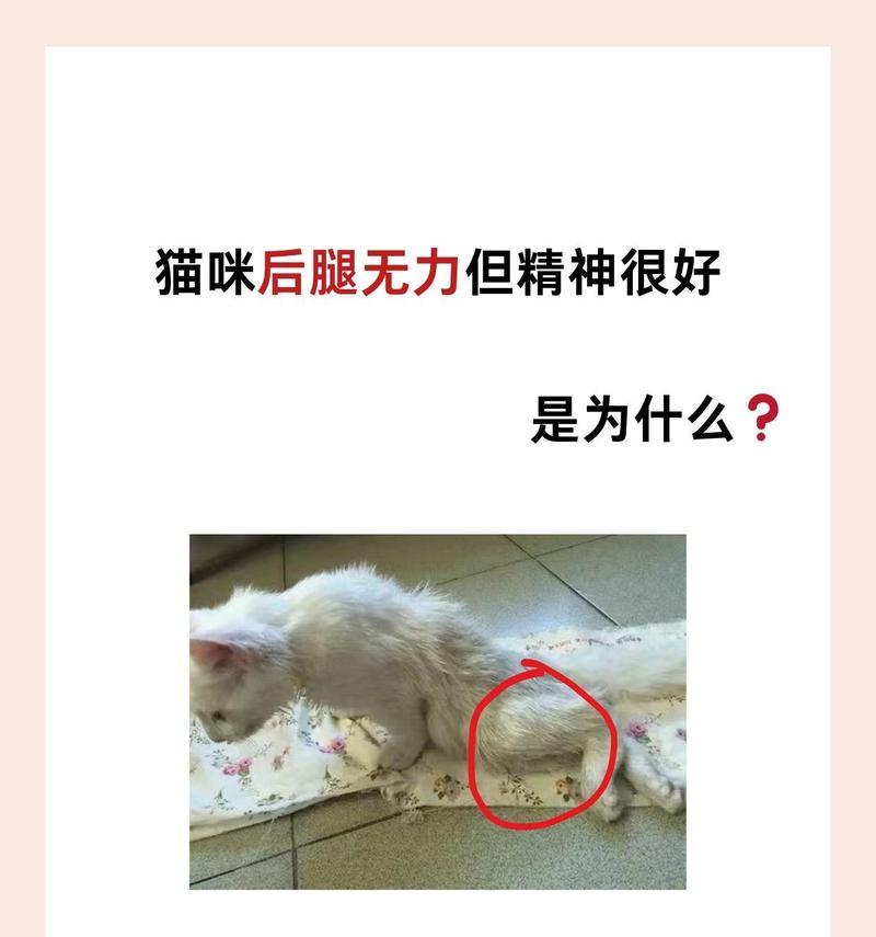 母猫绝育后腿抽搐是什么原因？如何处理绝育后的母猫腿抽搐问题？