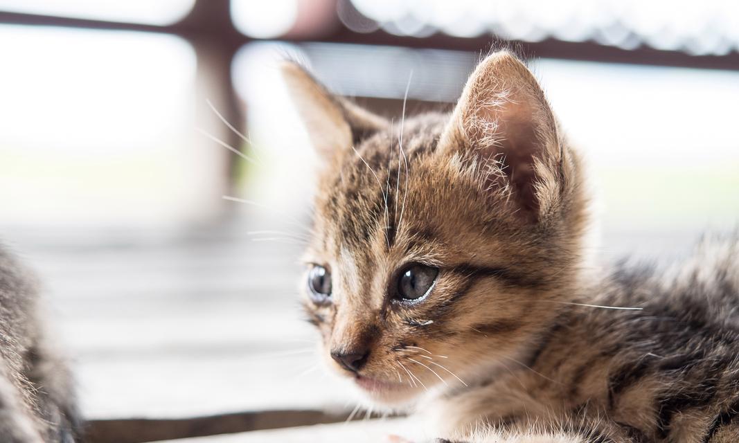 母猫绝育后腿抽搐是什么原因？如何处理绝育后的母猫腿抽搐问题？