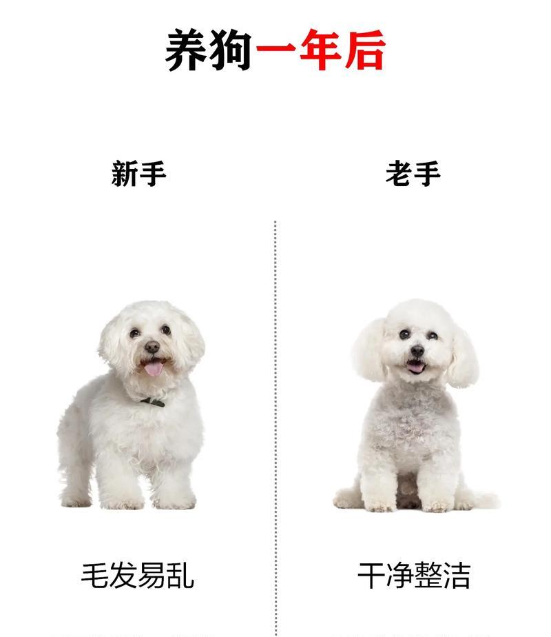 比熊犬可以吃兔肉吗？兔肉对狗狗健康的影响是什么？