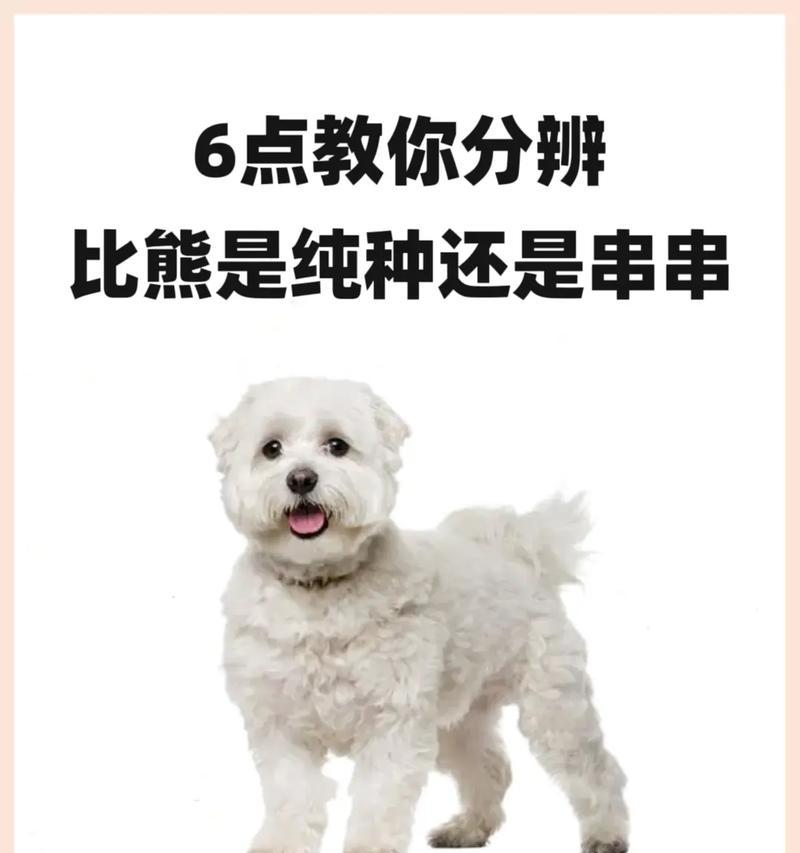 比熊犬可以吃兔肉吗？兔肉对狗狗健康的影响是什么？