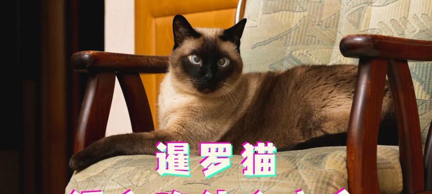 六个月暹罗猫每天应该吃多少猫粮？暹罗猫的日常食量是多少？