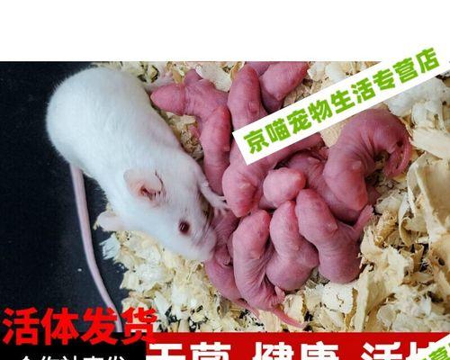 乳鼠冻干猫粮的制作过程如何图解？