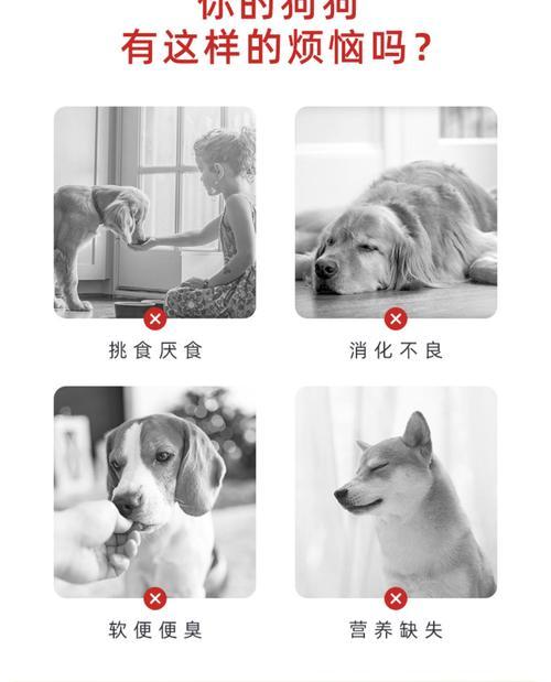 中型犬每月狗粮量是多少？狗粮排名如何？