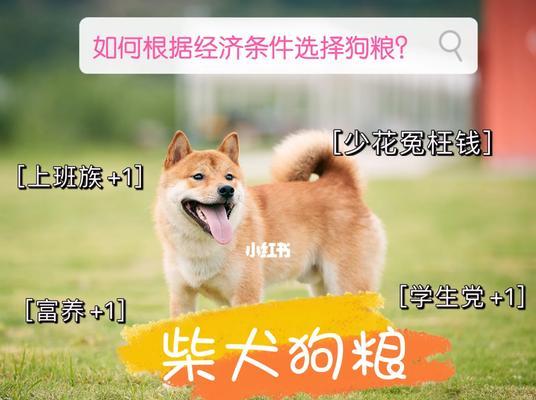 柴犬吐出狗粮后应该怎么办？